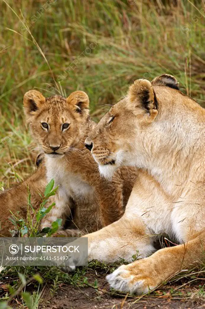 African Lion, Panthera Leo, Female With Cub, Masai Mara Park In Kenya