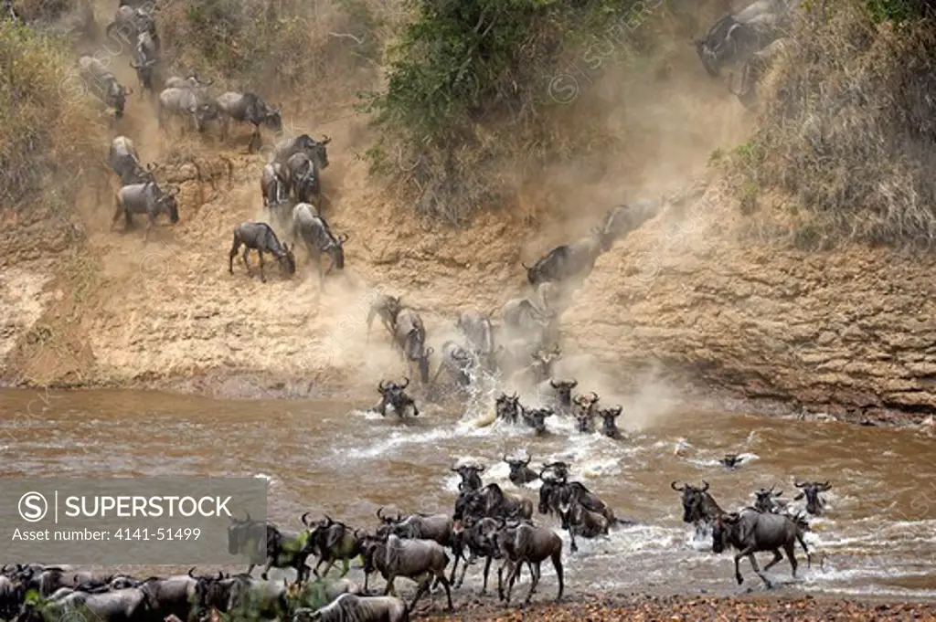 Blue Wildebeest, Connochaetes Taurinus, Herd Migrating, Crossing Mara River, Masai Mara Park In Kenya