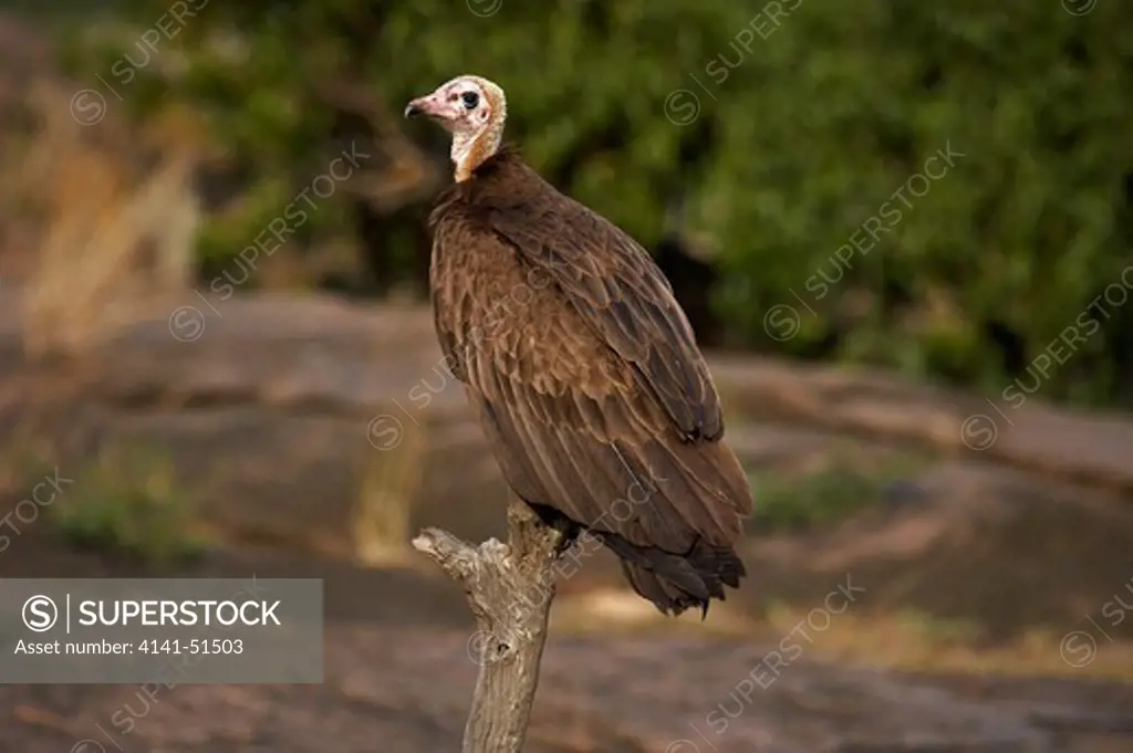 Hooded Vulture, Necrosyrtes Monachus, Adult Standing On Branch, Masai Mara Park In Kenya