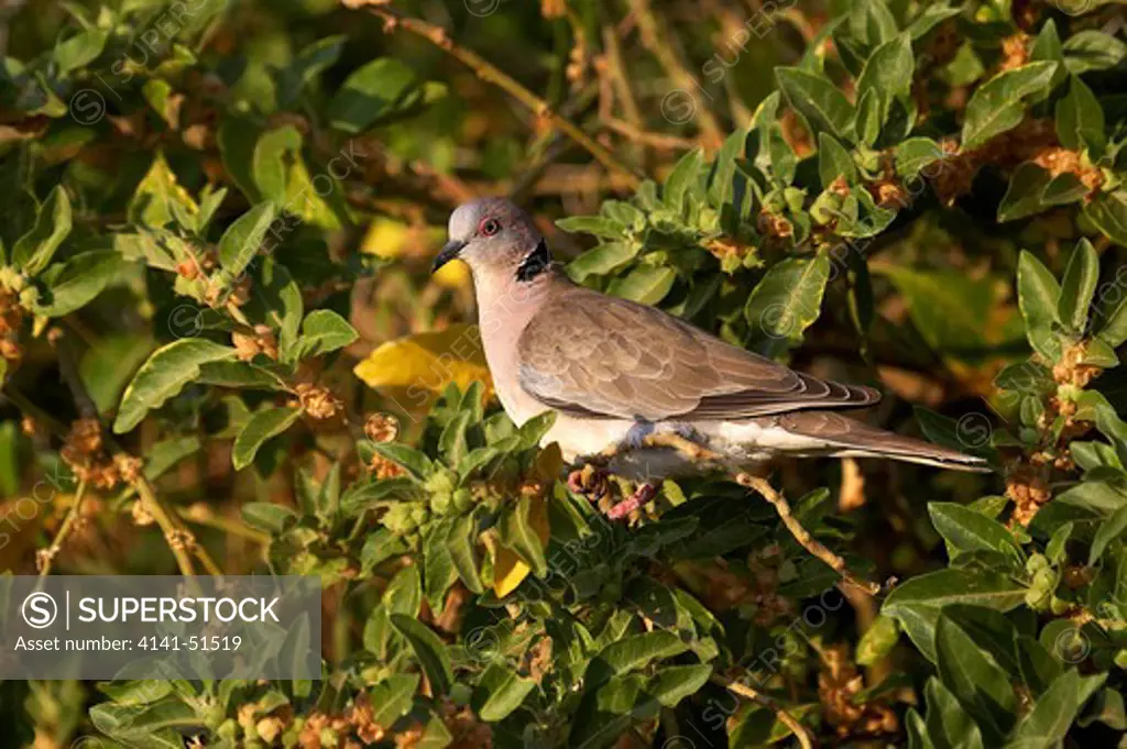 African Mourning Dove, Streptopelia Decipiens, Adult Standing On Branch, Kenya