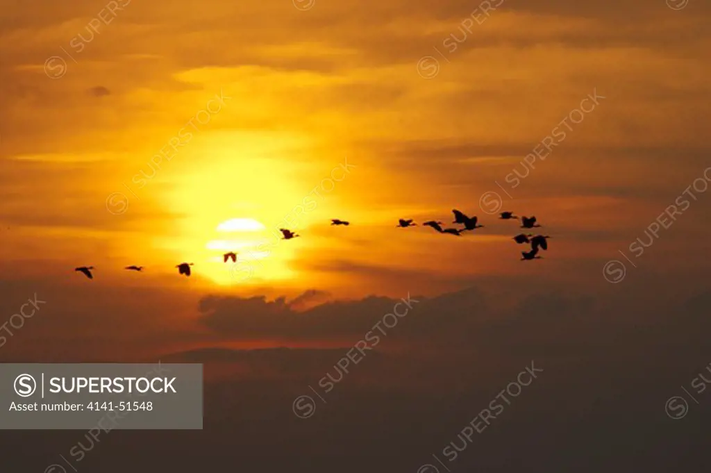 Scarlet Ibis, Eudocimus Ruber, Group In Fligh At Sunset, Los Lianos In Venezuela