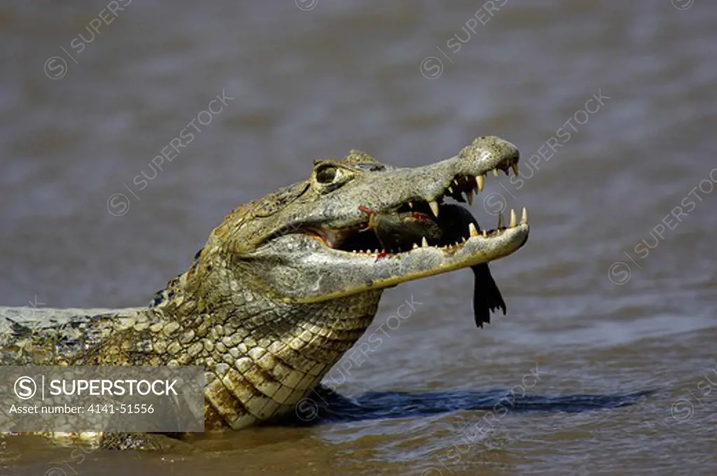 Spectacled Caiman, Caiman Crocodilus, Adult Catching Fish, Los Lianos In Venezuela