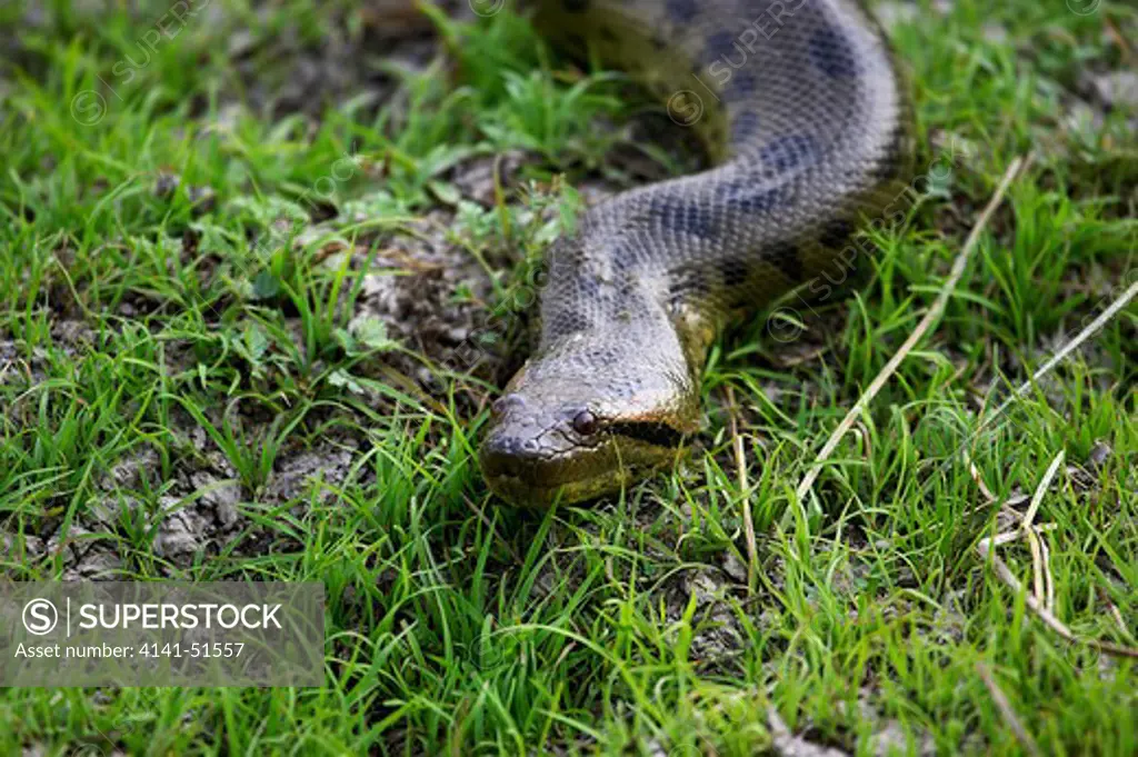 Green Anaconda, Eunectes Murinus, Adult Standing On Grass, Los Lianos In Venezuela