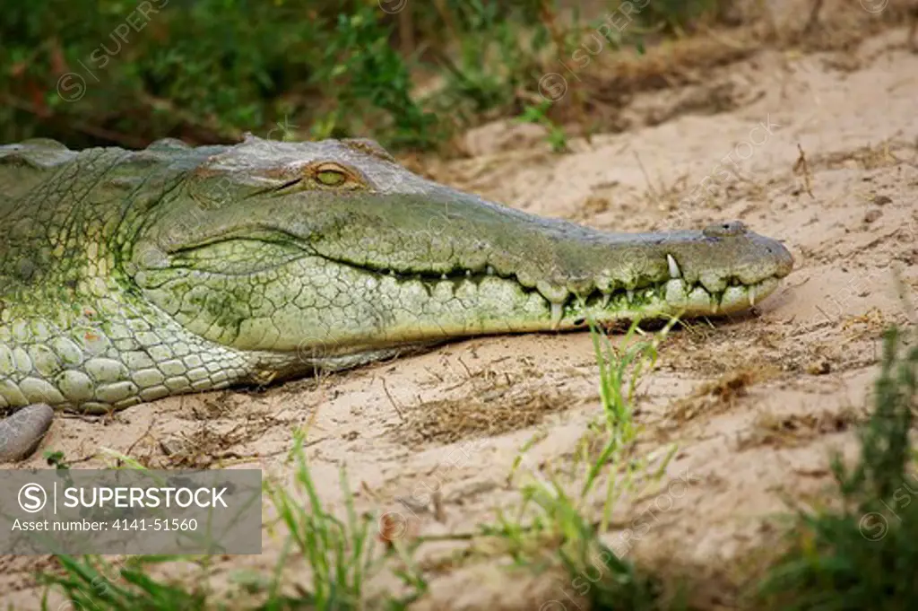 Orinoco Crocodile, Crocodylus Intermedius, Head Of Adult, Los Lianos In Venezuela