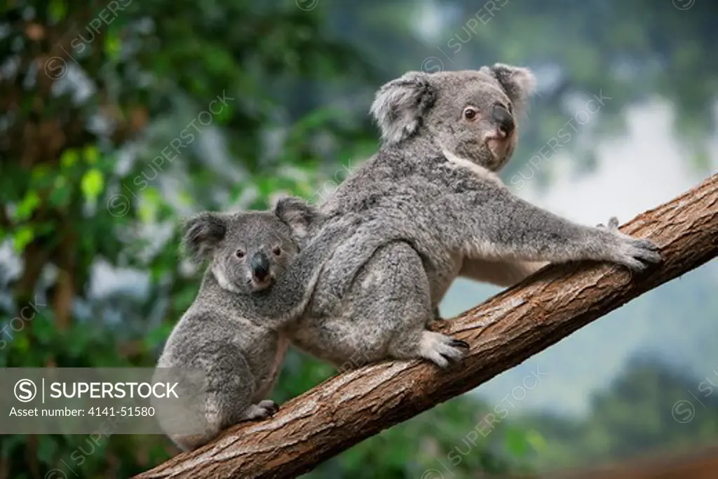 Koala, Phascolarctos Cinereus, Female Carrying Young On Its Back