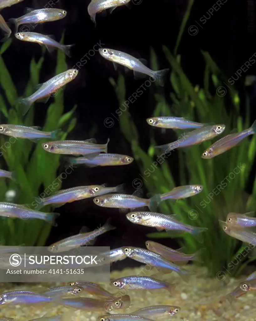 Pearl Danio, Brachydanio Albolineatus, Aquarium Fishes