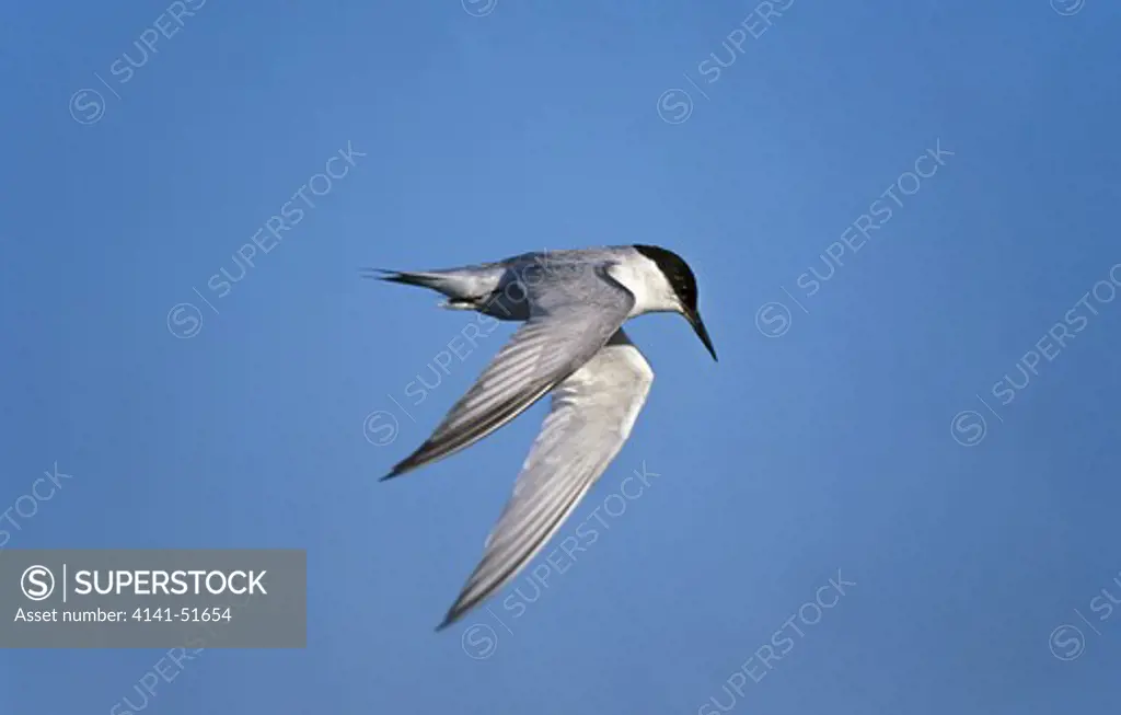Damara Tern, Sterna Balaenarum, Adult In Flight Against Blue Sky, Namibia