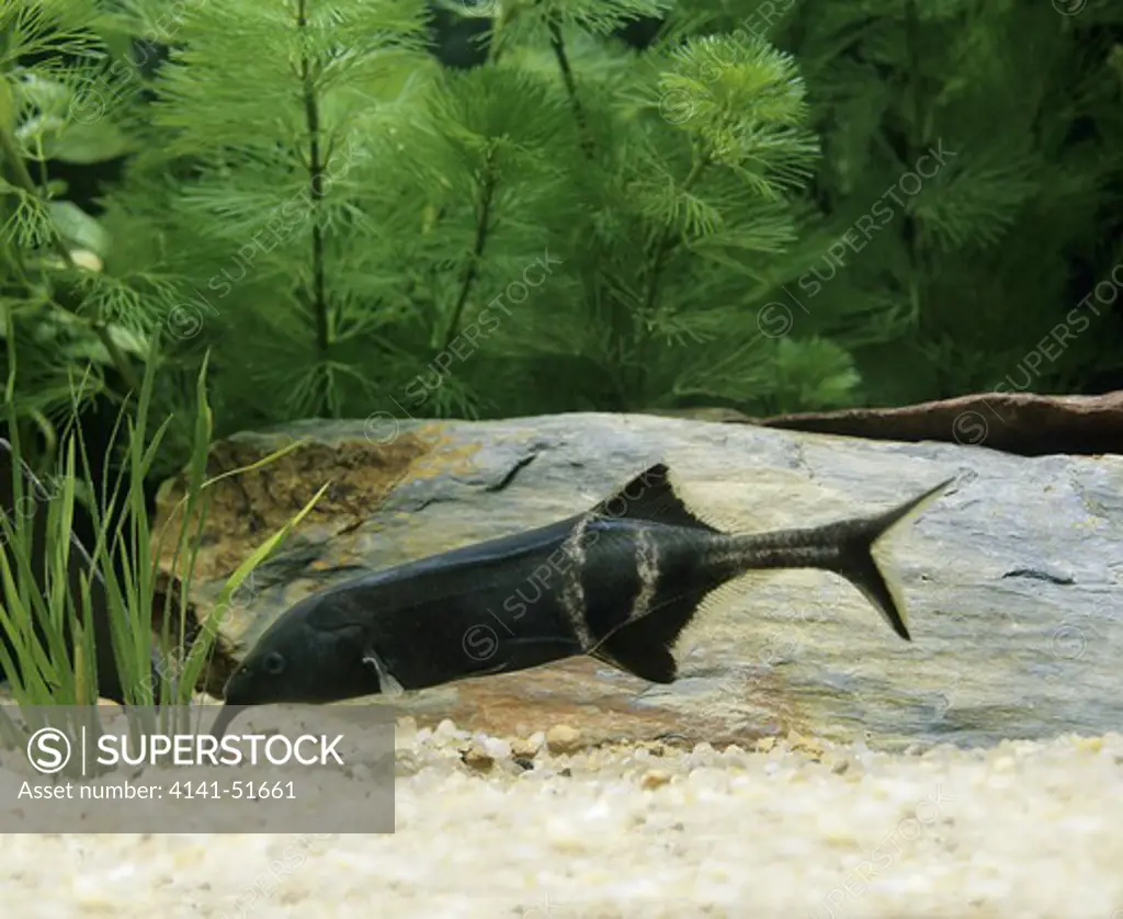 Elephant Nose Fish, Gnathonemus Petersii, Aquarium Fish