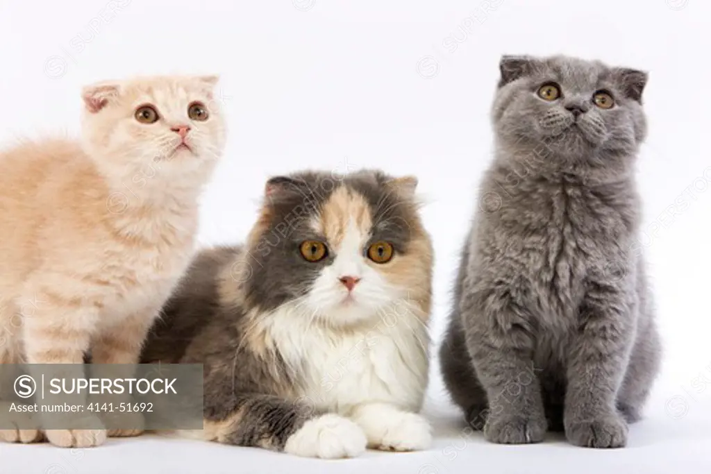 Blue Cream And White Highland Fold Female With 2 Months Old Kittens, Cream Scottish Fold And Blue Scottish Fold