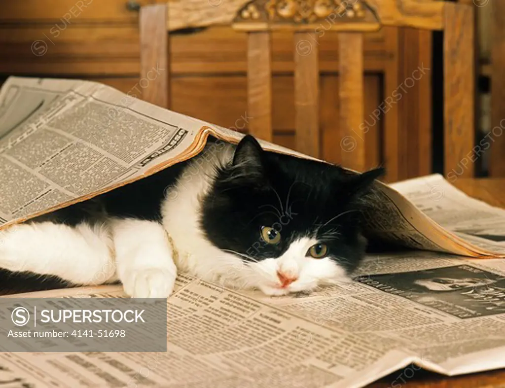 Black And White Skogkatt Domestic Cat, Adult Playing With Newspaper