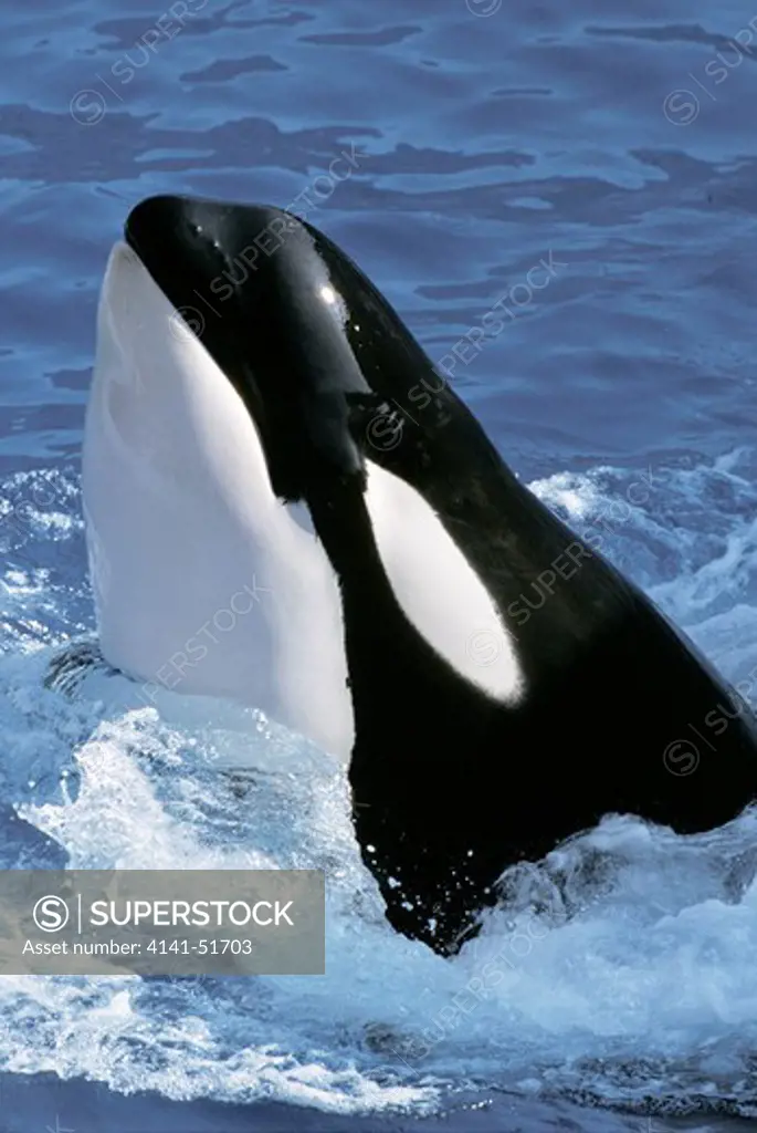 Killer Whale, Orcinus Orca, Adult With Head At Surface