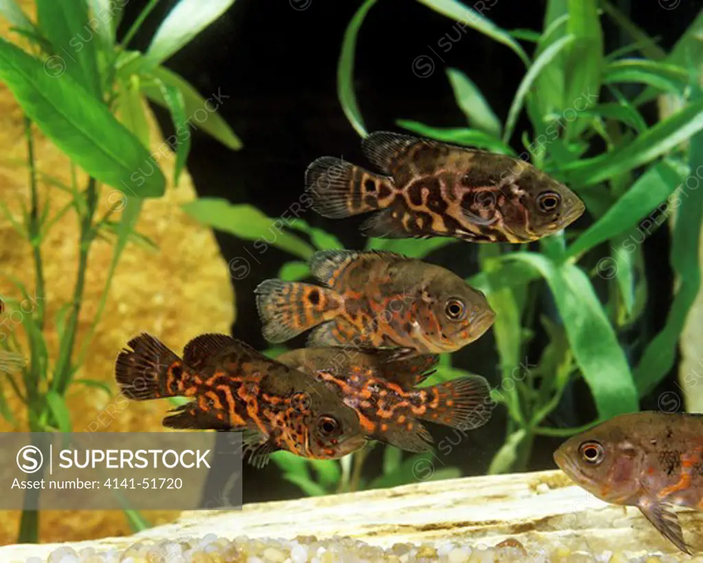 Tiger Oscar Fish, Astronotus Ocellatus, Aquarium Fishes