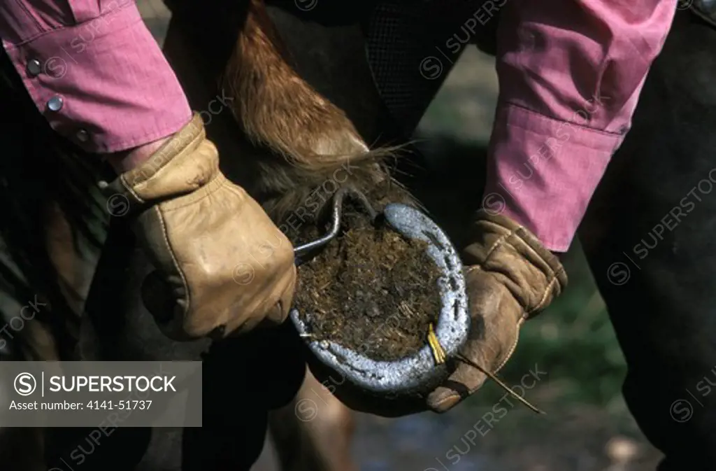 Woman With Horse, Cleaning Hoof, Picking Out Horse Foot