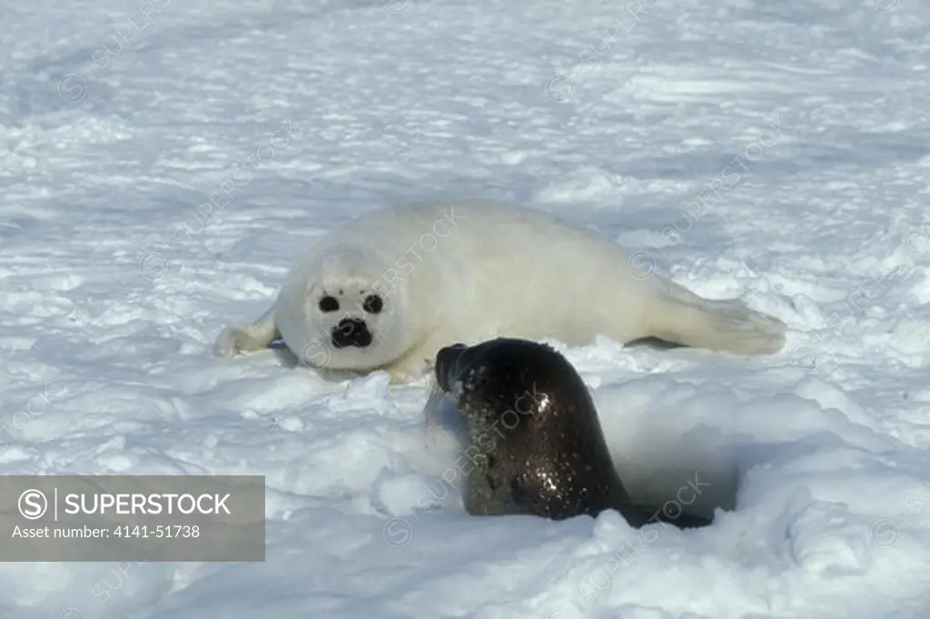 Harp Seal, Pagophilus Groenlandicus, Female With Pup Standing On Ice Field, Magdalena Island In Canada