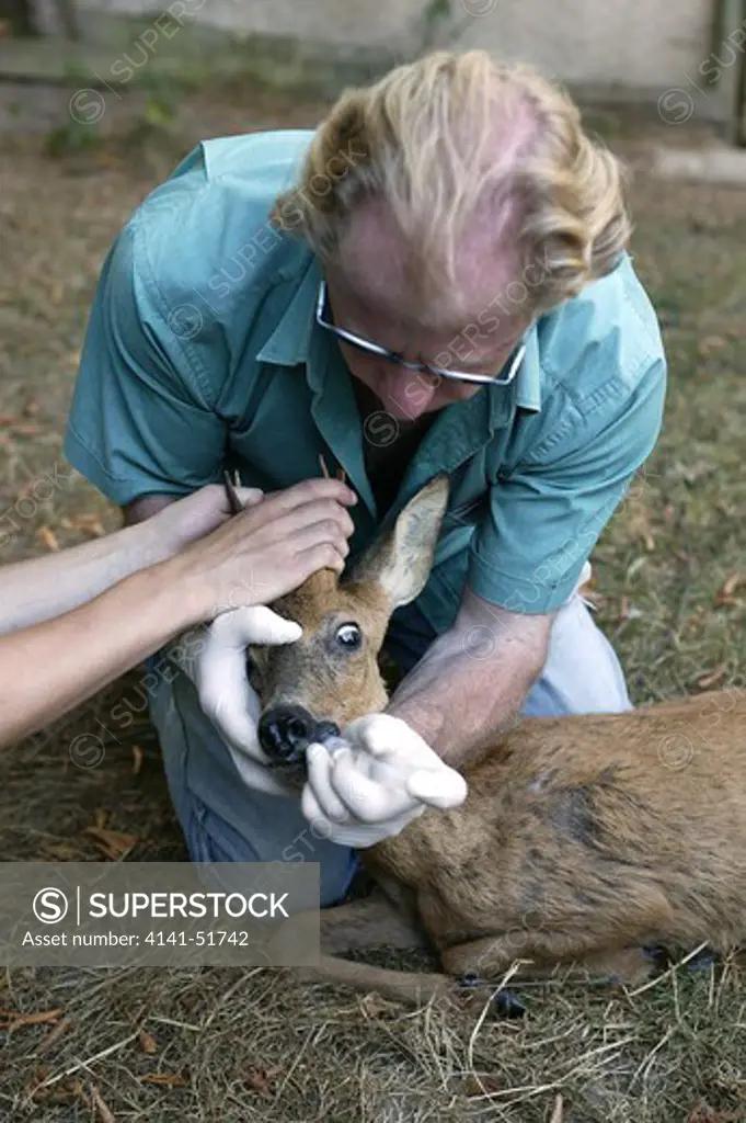 Vet With Roe Deer Rescued At La Dame Blanche, Animal Protection Center In Normandie