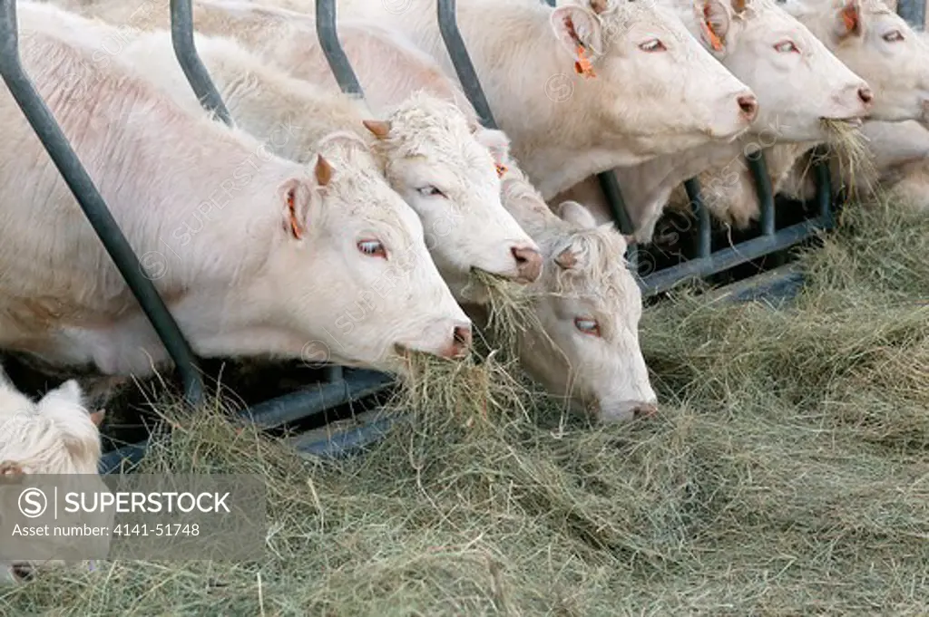 Charolais Cattle, Group Eating Hay
