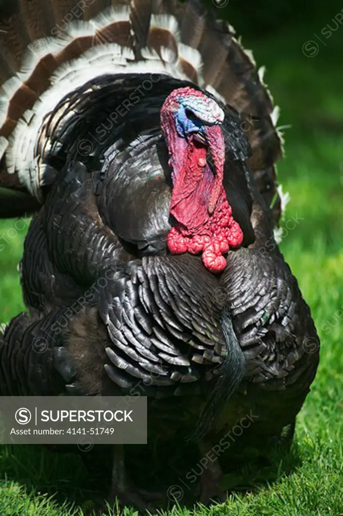 American Bronze Turkey, Male Displaying With Tail Fanned Out