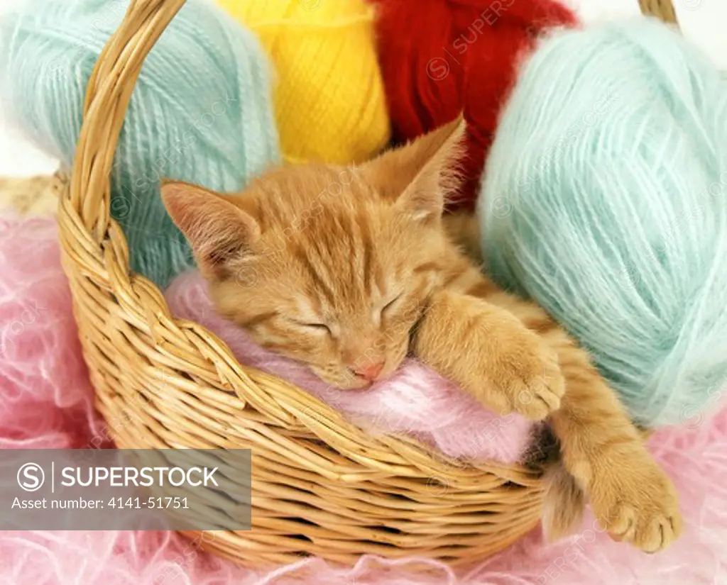 Red Domestic Cat, Kitten Sleeping In Wool