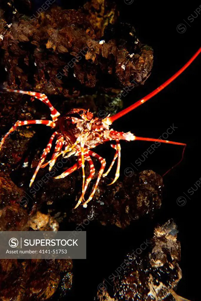 Natal Spiny Lobster, Palinurus Delagoae, South Africa