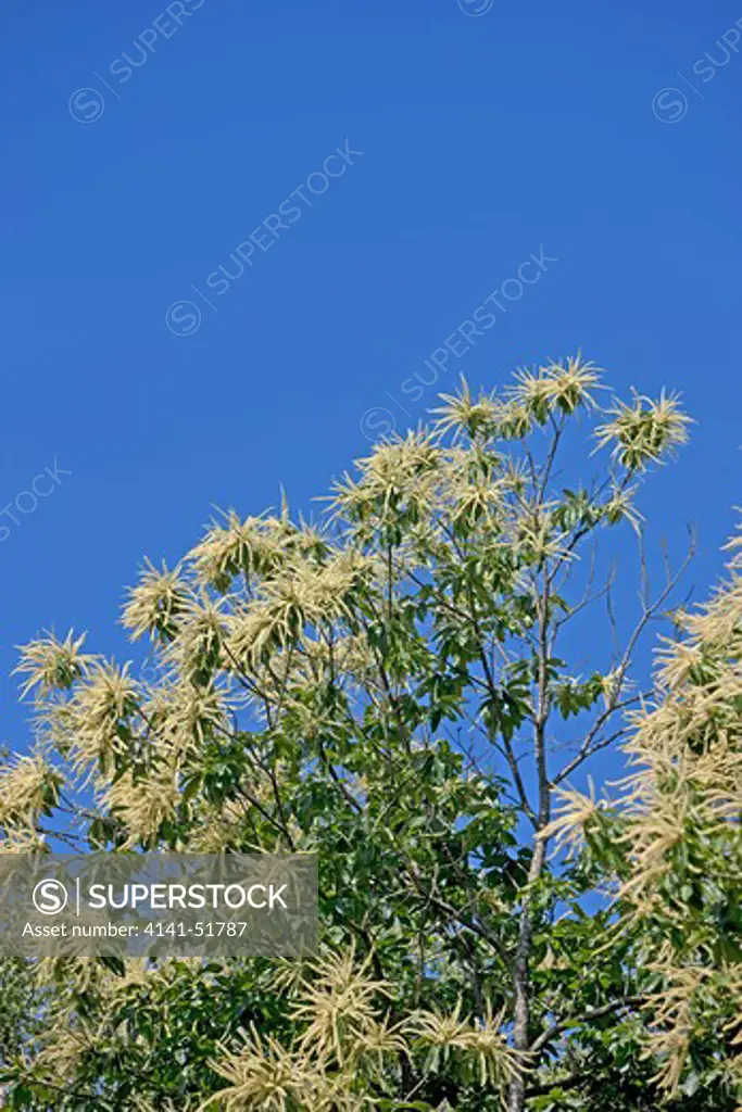 Sweet Chestnut Tree, Castanea Sativa, Flowering, Vendee In France