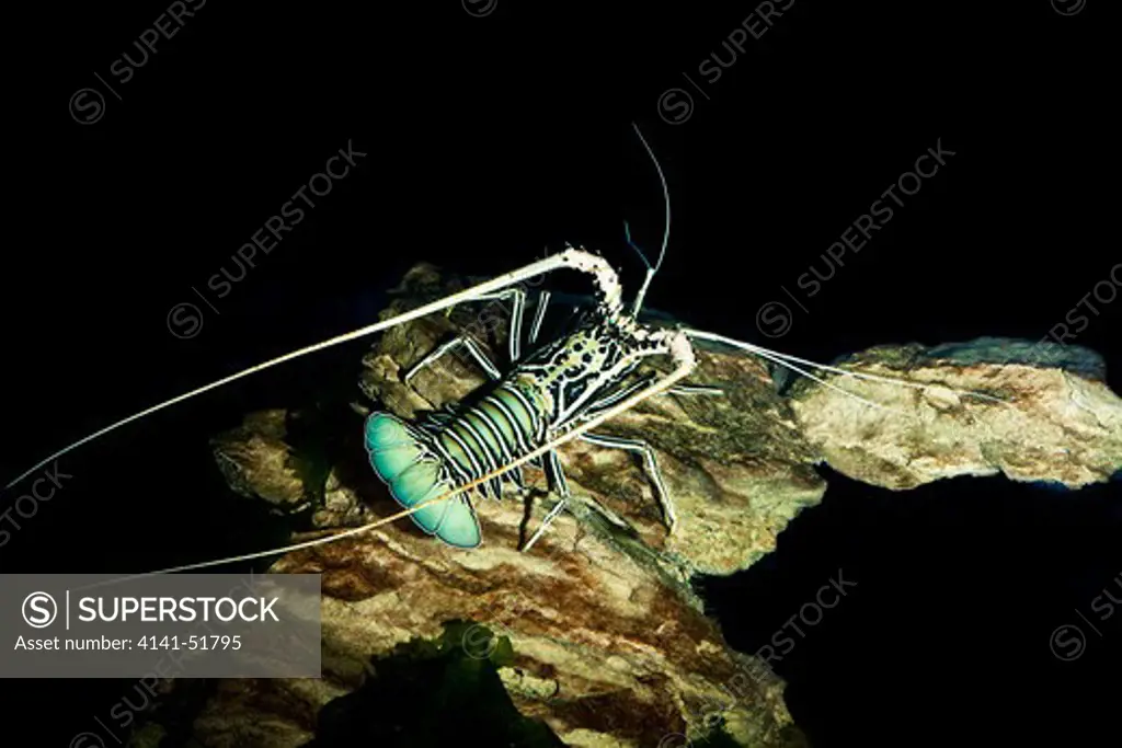 Painted Spiny Lobster Or Painted Rock Lobster, Panulirus Versicolor, Adult, South Africa