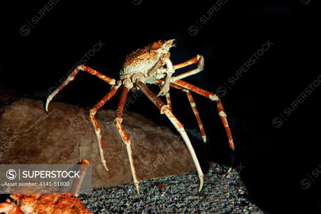 Japanese Spider Crab Or Giant Spider Crab, Macrocheira Kaempferi, Adult