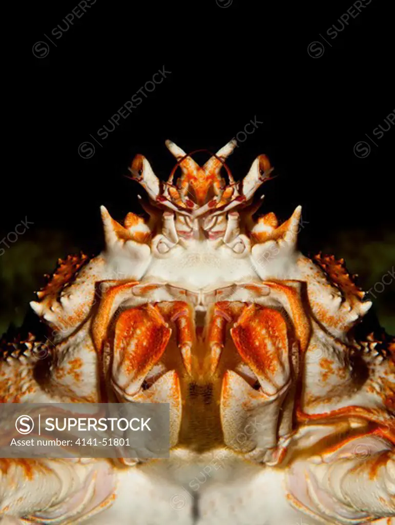 Japanese Spider Crab Or Giant Spider Crab, Macrocheira Kaempferi, Adult, Close-Up Of Head, Underside View