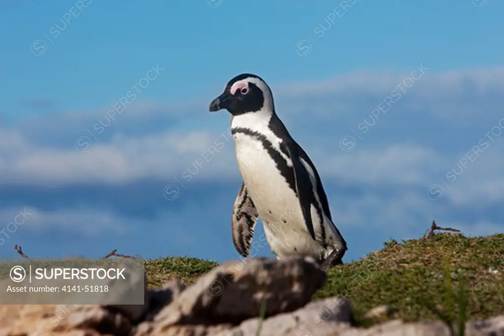 Jackass Penguin Or African Penguin, Spheniscus Demersus, Adult, Betty'S Bay In South Africa