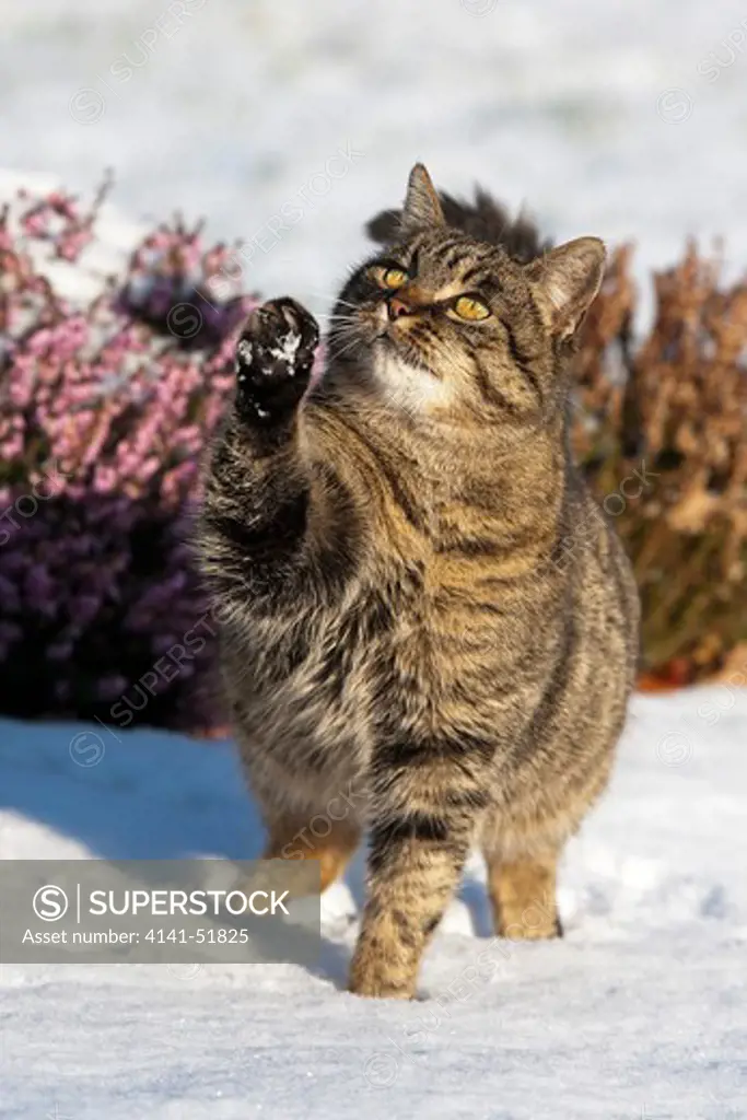 Brown Tabby Domestic Cat, Female Playing On Snow, Normandy