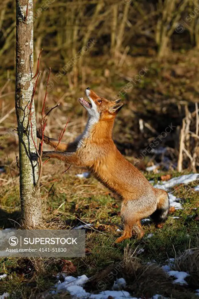 Red Fox, Vulpes Vulpes, Adult Hunting Bird, Standing On Hind Legs, Normandy