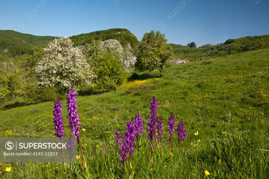 Early Purple Orchid (Orchis Mascula) And Crab Apple In Bloom, Mt. Il Figliolo, Alburni Mts., Southern Apennines, Cilento National Park, Campania, Italy