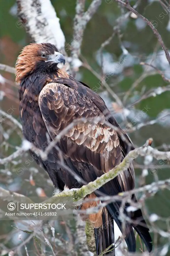 Golden Eagle (Aquila Chrysaetos) Italy