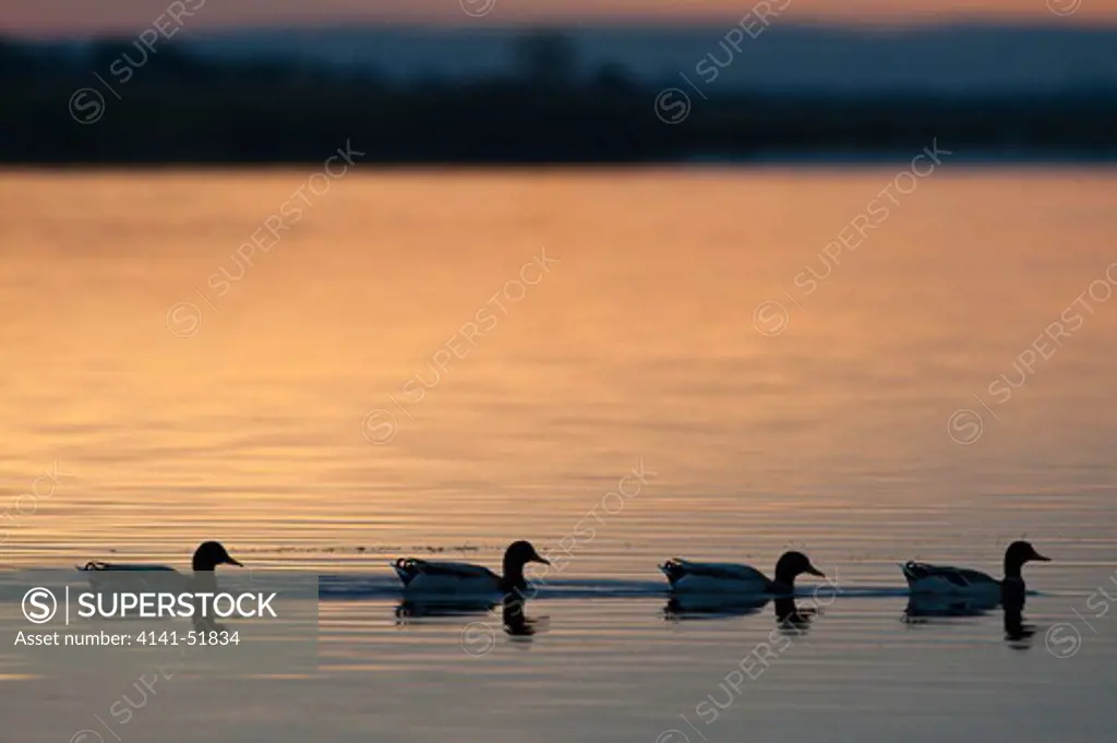Mallard (Anas Platyrhynchos) Sunrise On The Lake, Burano Lake Natural Reserve - Wwf Bird Sanctuary, Tuscany, Italy