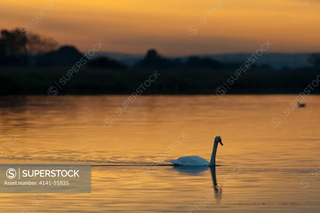 Mute Swan (Cygnus Olor) Sunrise On The Lake, Burano Lake Natural Reserve - Wwf Bird Sanctuary, Tuscany, Italy