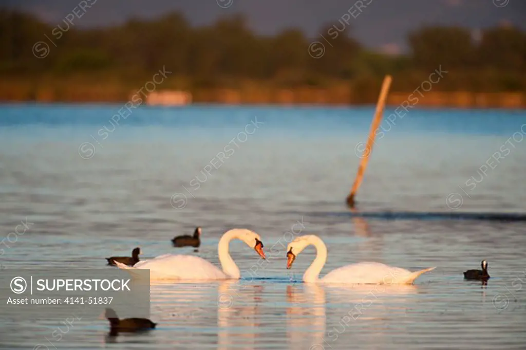 Mute Swan (Cygnus Olor) Burano Lake Natural Reserve - Wwf Bird Sanctuary, Tuscany, Italy