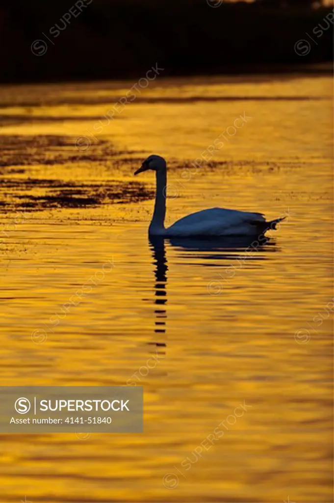 Riserva Naturale Del Lago Di Burano - Gestita Dal Wwf Italia, Alba Sul Lago, Cigno Reale (Cygnus Olor), Toscana.       Burano Lake Natural Reserve - Wwf Bird Sanctuary, Sunrise On The Lake, Mute Swan, Tuscany, Italy