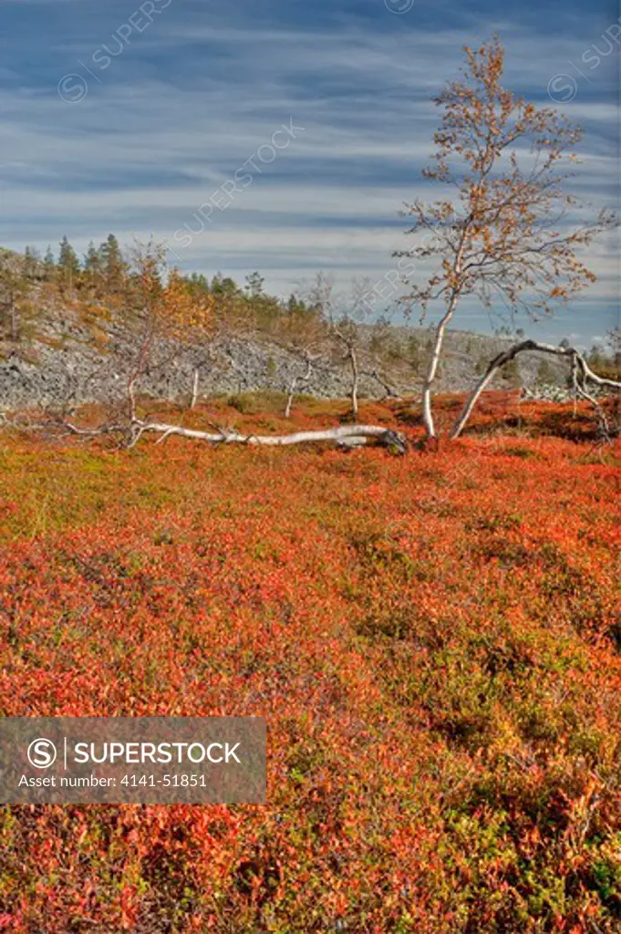 Lapland Landscape With Scot'S Pine (Pinus Sylvestris) And Mountain Birch, -Yllastunturi National Park, Lapland, Finland