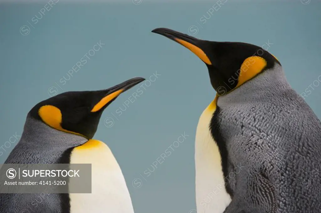 king penguins; south georgia