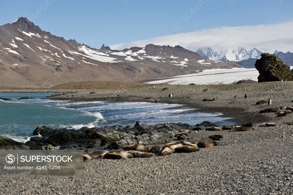 fortuna bay and konig glacier, with elephant seals and king penguins; south georgia