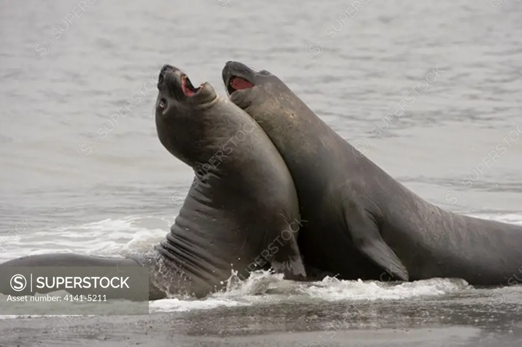 southern elephant seals; st. andrews bay, south georgia