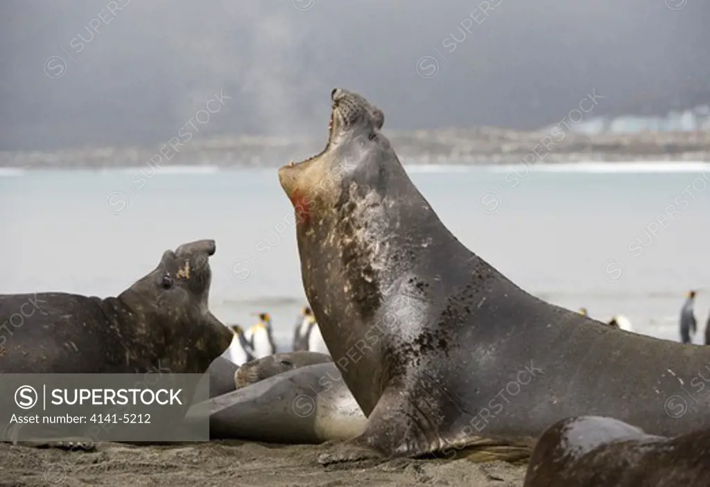 southern elephant seals; st. andrews bay, south georgia