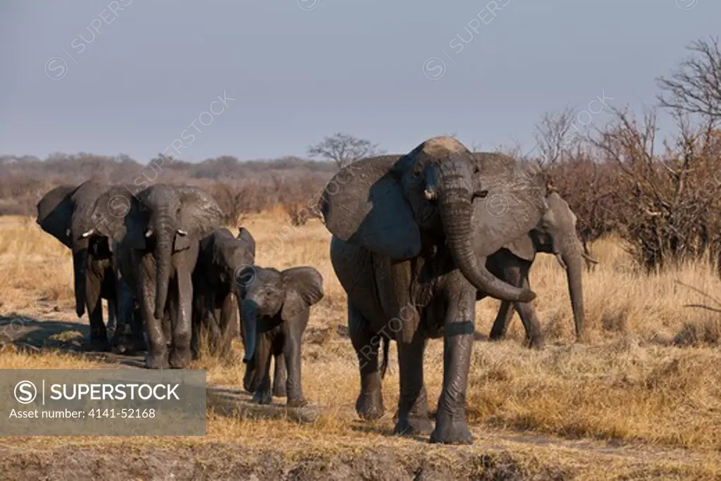 African Elephant, Loxodonta Africana, Family Group, Hwange, Zimbabwe