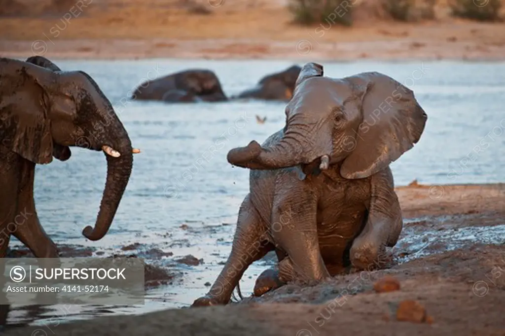 African Elephant, Loxodonta Africana, Mud Bathing, Hwange, Zimbabwe