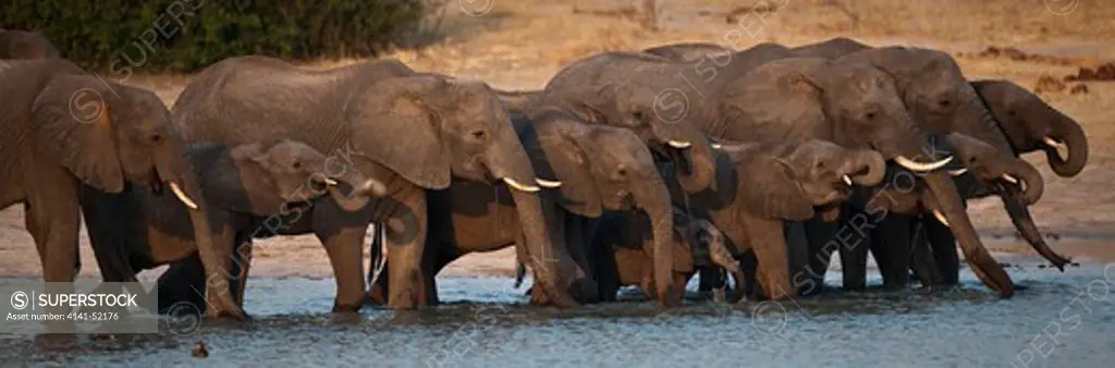 African Elephant, Loxodonta Africana, Drinking, Hwange, Zimbabwe