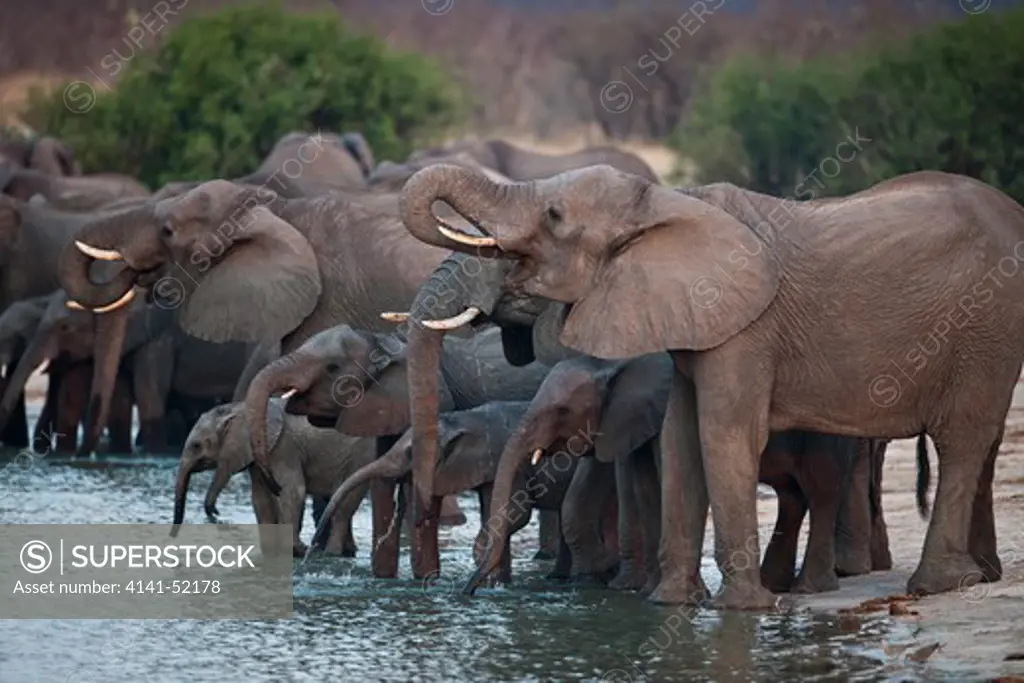 African Elephant, Loxodonta Africana, Drinking, Hwange, Zimbabwe