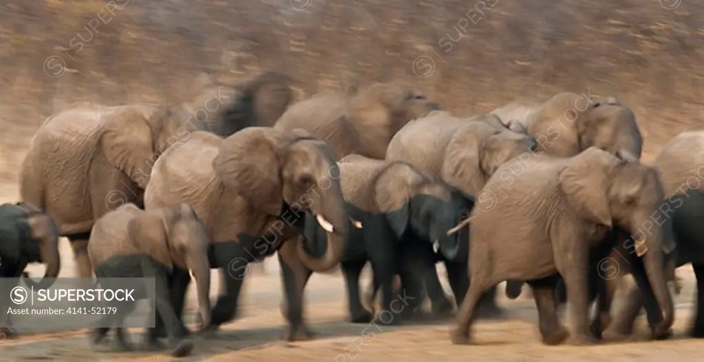 African Elephant, Loxodonta Africana, Group Running, Hwange, Zimbabwe