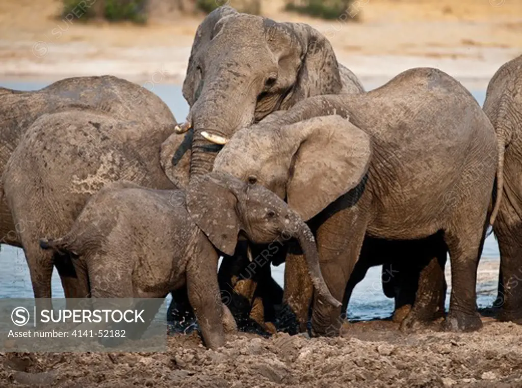 African Elephant, Loxodonta Africana, Mud Bathing, Hwange National Park, Zimbabwe.