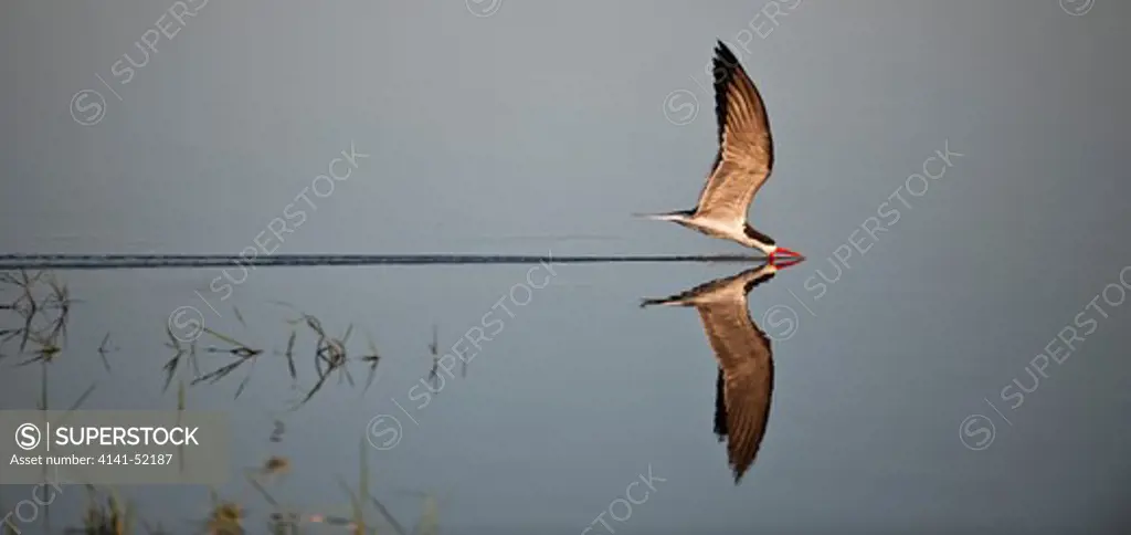 African Skimmer, Rynchops Flavirostris, Hunting, Chobe, Botswana.