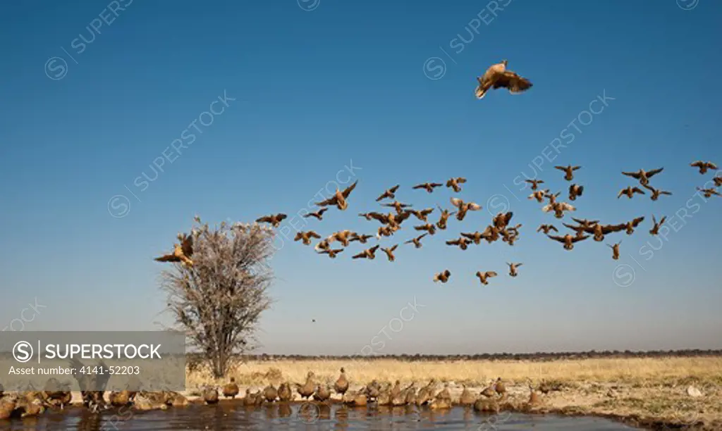 Burchell'S Sandgrouse, Pterocles Burchelli, Flying Into Waterhole To Drink. Mabuasehube Game Res. Botswana