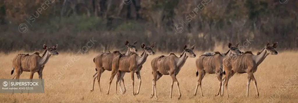 Greater Kudu, Tragelaphus Strepsiceros, Hwange Zimbabwe